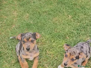 Jack Russell dogs JACK RUSSELL PUPPIES - Advert 4