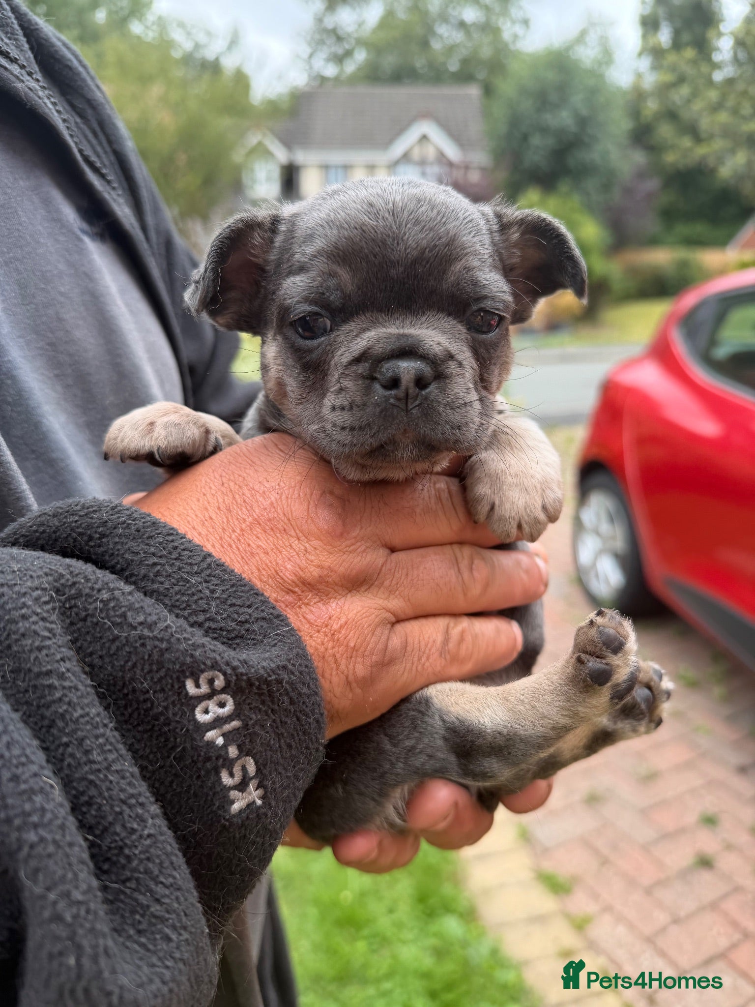 French Bulldog dogs French bulldog puppies - Advert 1