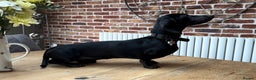 Miniature Dachshund dogs for stud: Rare KC Reg & Health Tested Miniature Dachshund in Rotherham - Advert 23