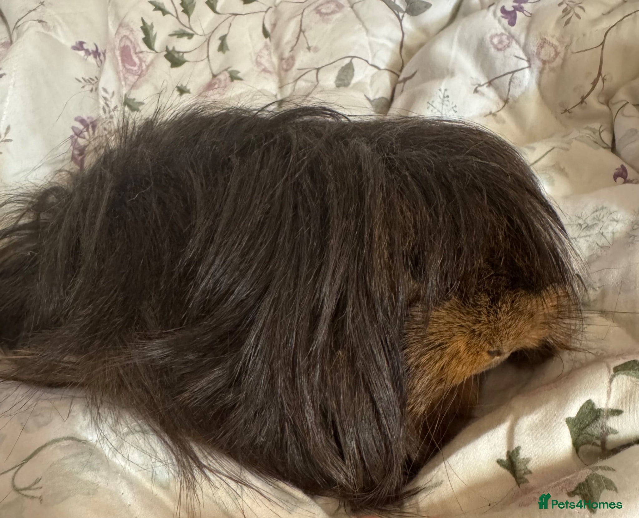 Guinea Pig rodents Peuivain guinea pig sows x 2 one boar  - Advert 1