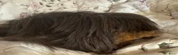 Guinea Pig rodents for sale: Peuivain guinea pig sows x 2 one boar  - Advert 1
