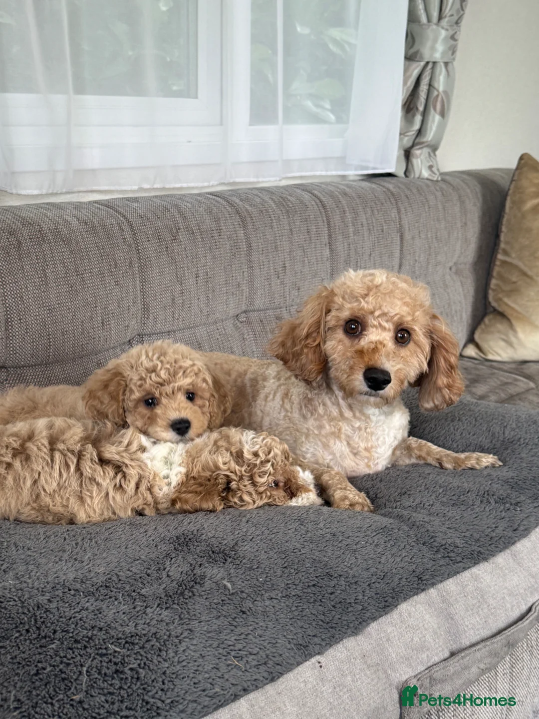 Cavapoochon dogs for sale: Amazing toy Cavapoochon Girl now available  - Advert 12