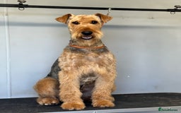 Airedale Terrier dogs for sale: Just 2 KC Registered Airedale Boys Available  in Kettering - Image 25