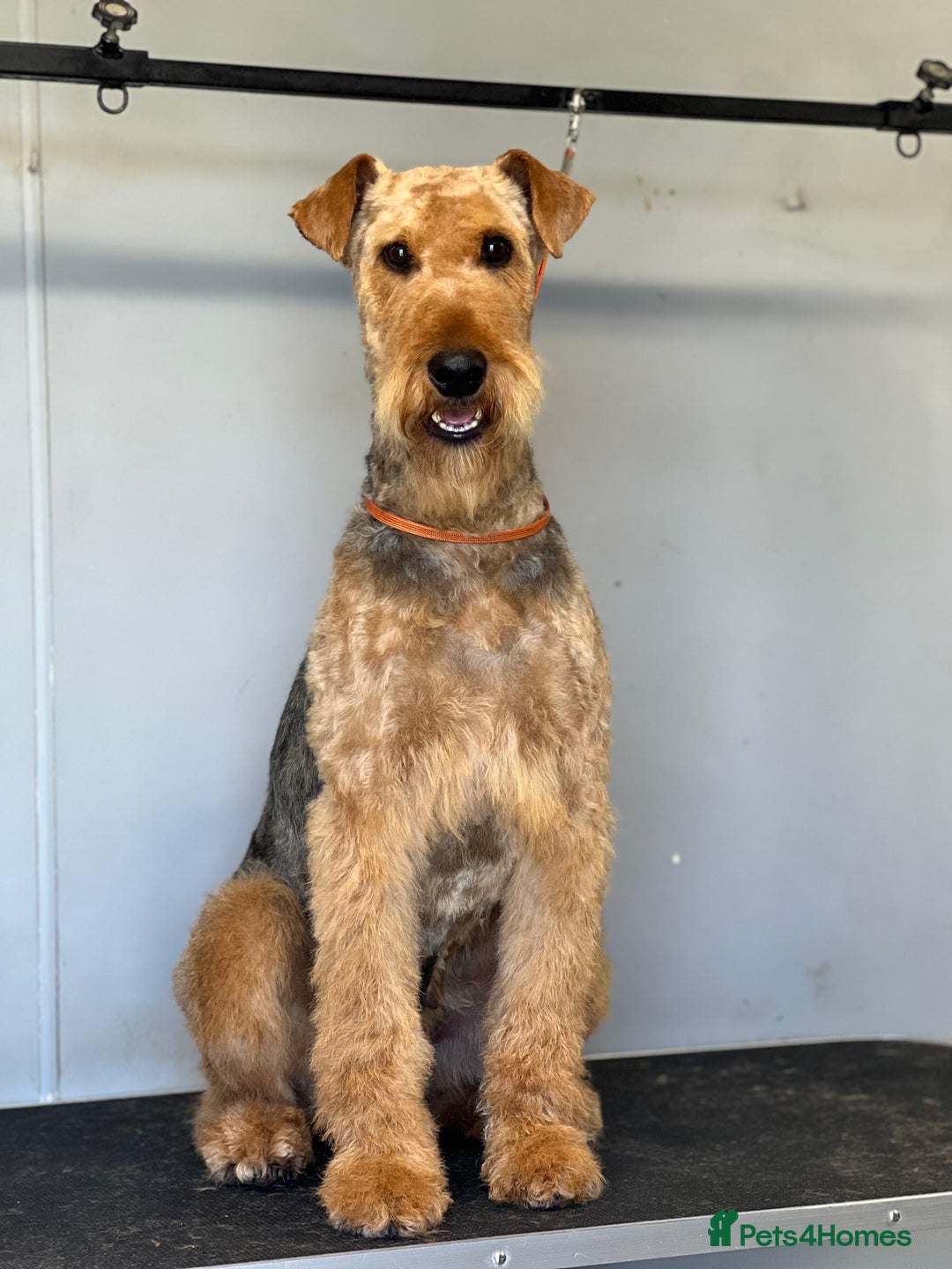 Airedale Terrier dogs for sale: Just 2 KC Registered Airedale Boys Available  in Kettering - Image 25