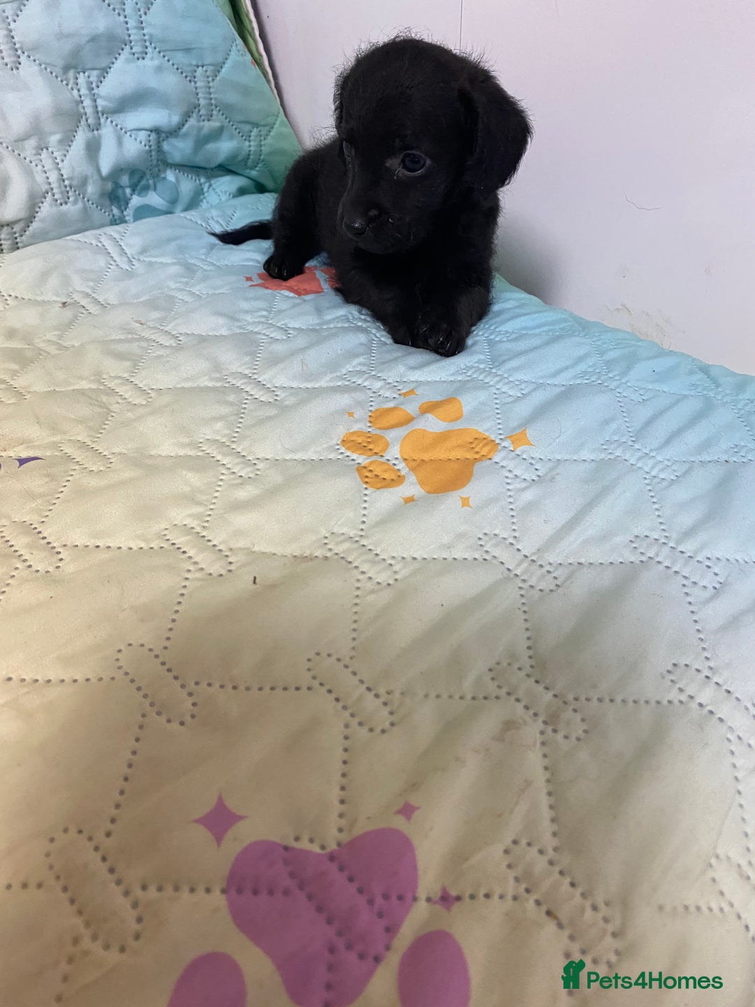 Jackapoo dogs for sale: Adorable Jackapoo Puppies  - Advert 10