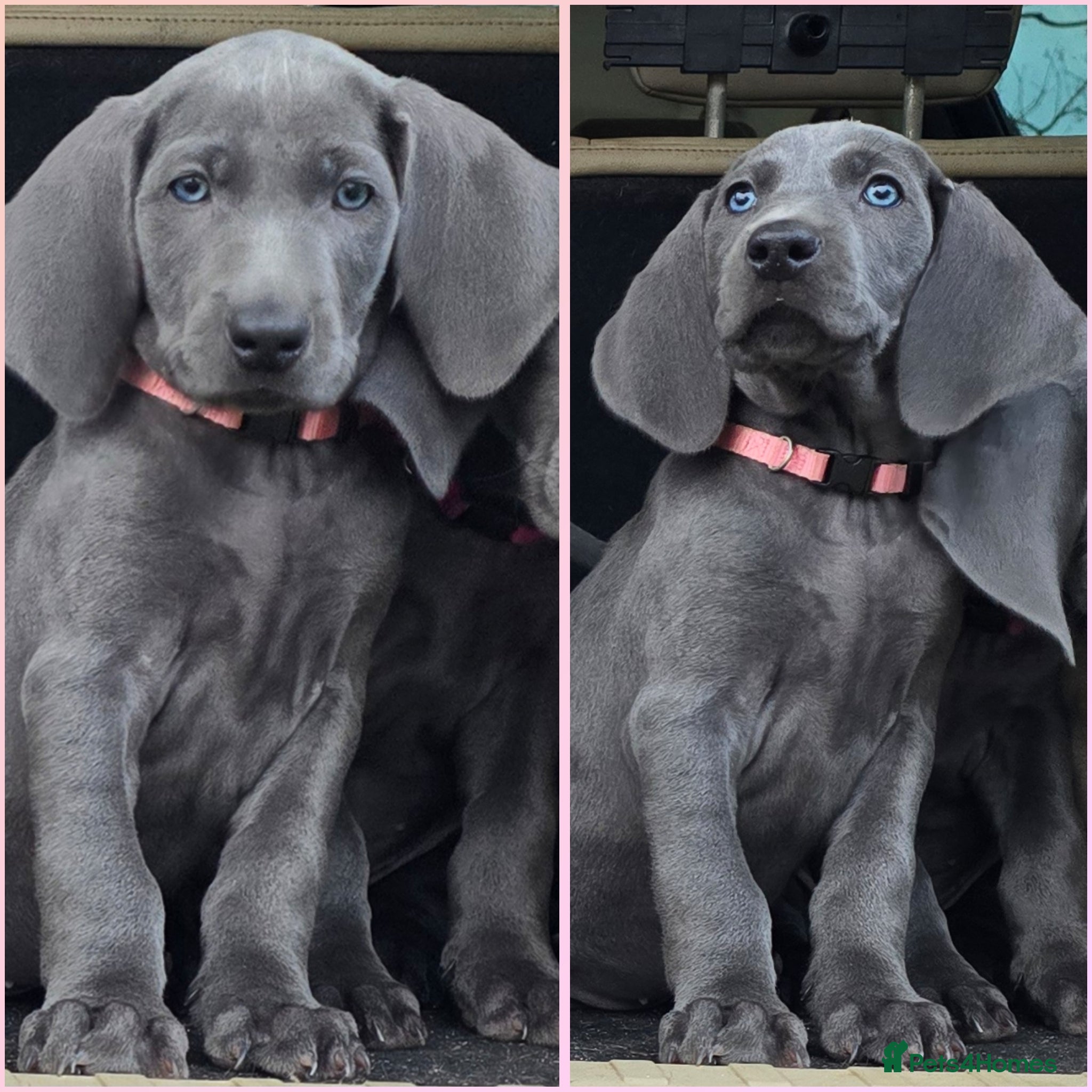 Weimaraner dogs *1 LEFT *BEAUTIFUL KC WEIM PUPS 2ND/FINAL LITTER  - Advert 2
