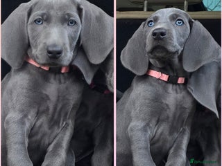 Weimaraner dogs *1 LEFT *BEAUTIFUL KC WEIM PUPS 2ND/FINAL LITTER - Advert 6