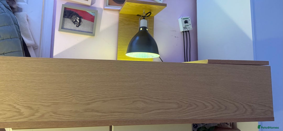 Tortoise reptiles for sale: Male spur thighed tortoise - Advert 9