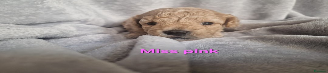 Miss pink