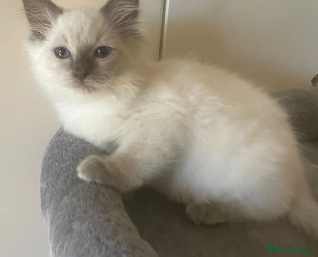 Ragdoll cats for sale: Pretty look ing blue eyes Rag dollys - Advert 1