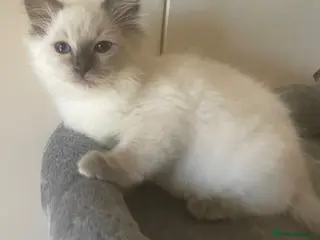 Ragdoll cats Pretty look ing blue eyes Rag dollys - Advert 2