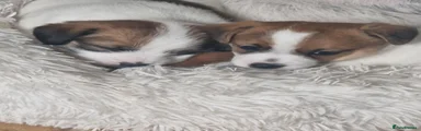 Jack Russell 3