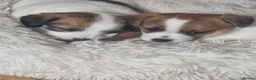 Jack Russell dogs for sale: Pedigree Jack Russell Terrier  in Filey - Advert 11