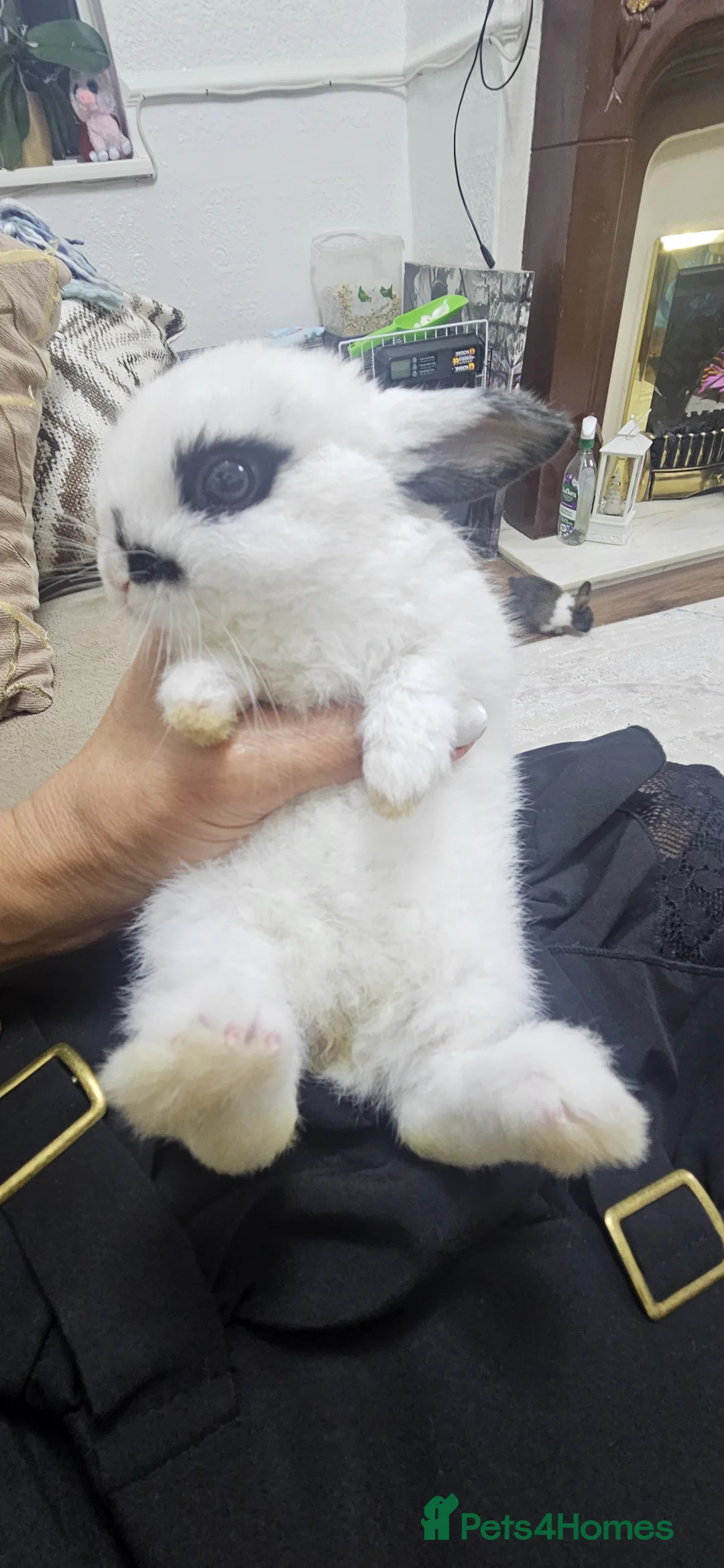 Mixed Breed rabbits for sale: They are mix Rex and Dutch  - Advert 1