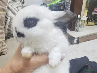 Mixed Breed rabbits They are mix Rex and Dutch - Advert 2