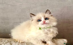 Ragdoll cats for sale: 4 fluffy boys - Image 7