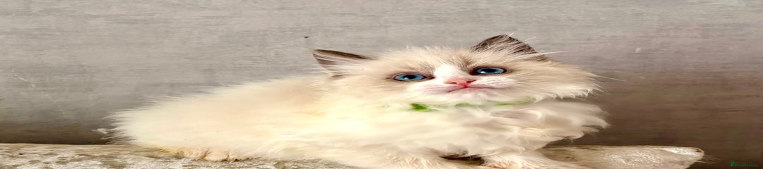 Ragdoll Kitten 1