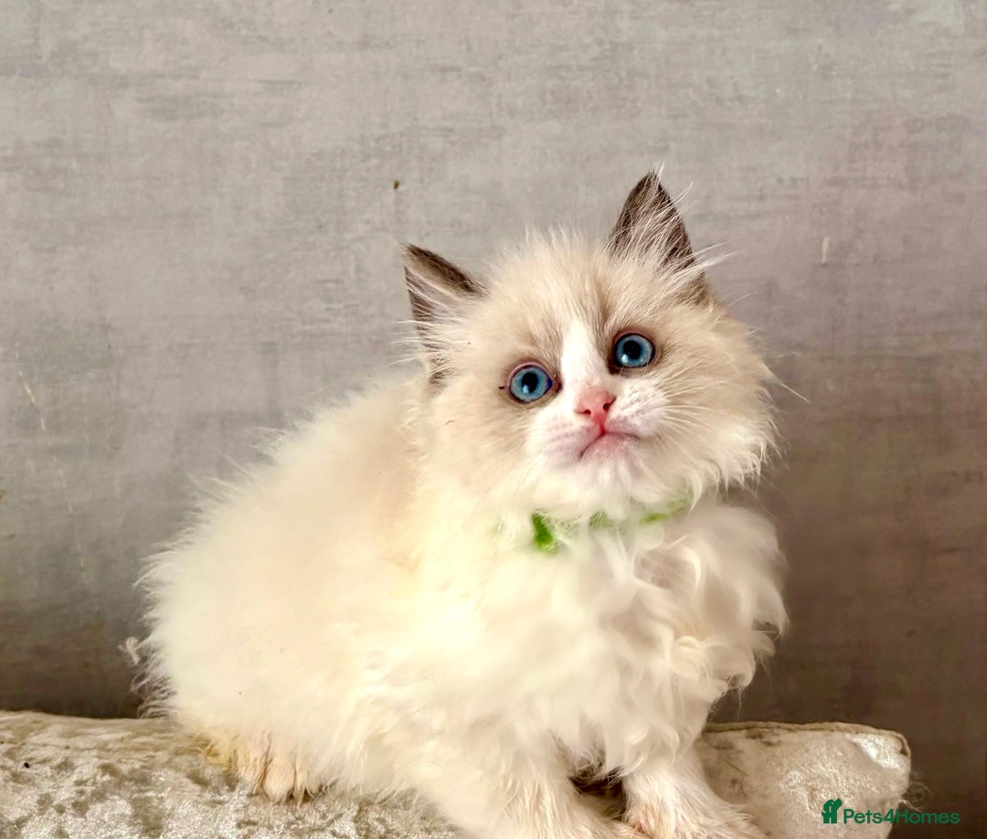 Ragdoll cats for sale: 4 fluffy boys - Image 7