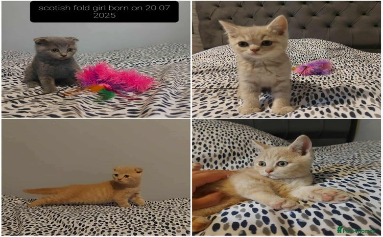 British Shorthair cats - Advert 9