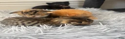 Mixed Breed cats for sale: Kittens  - Advert 5