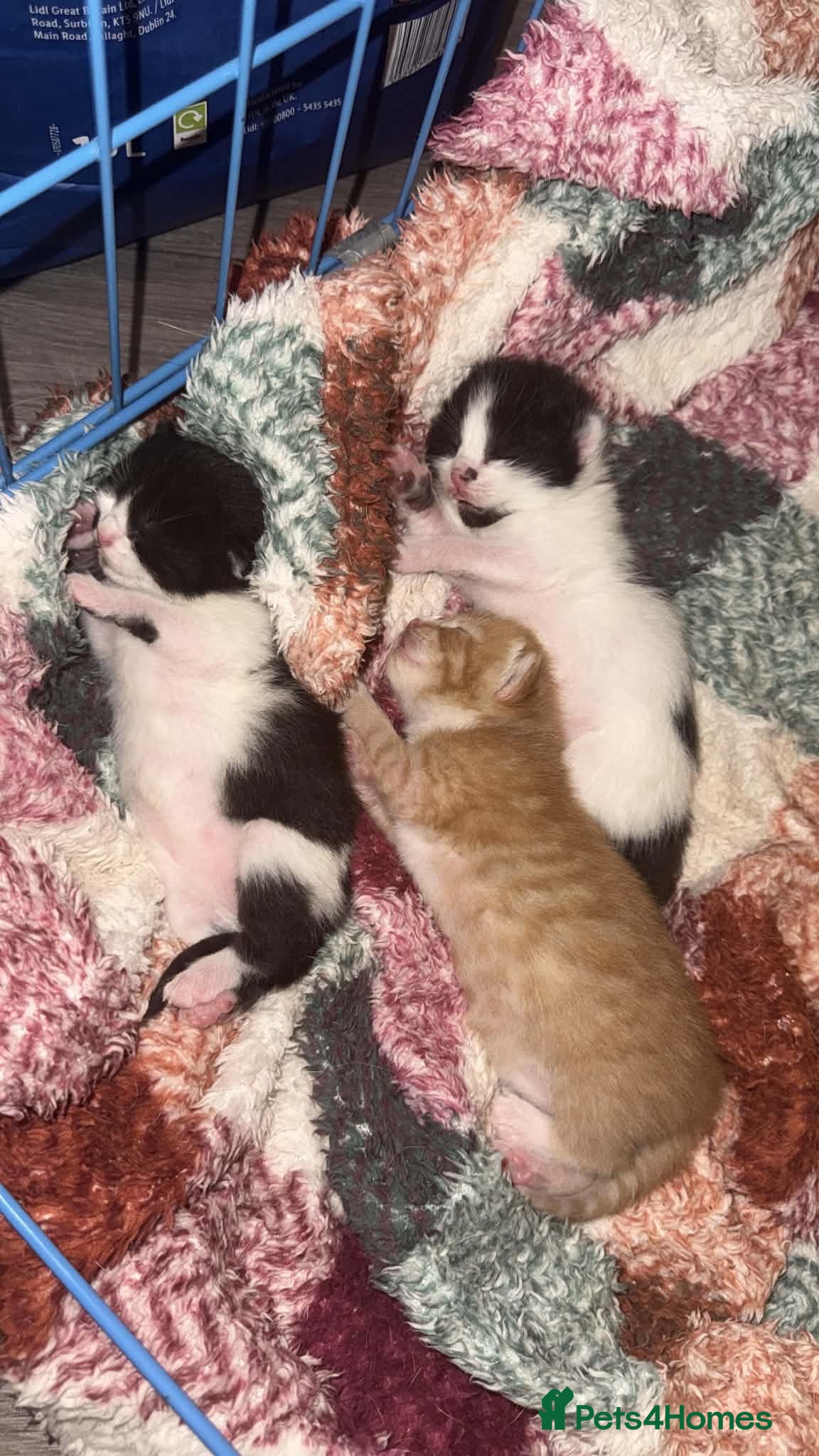 Mixed Breed cats Beautiful Fluffy Kittens  - Advert 6