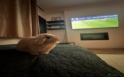 Mini Lop rabbits for sale: Beautiful litter trained mini lops for sale  - Image 3