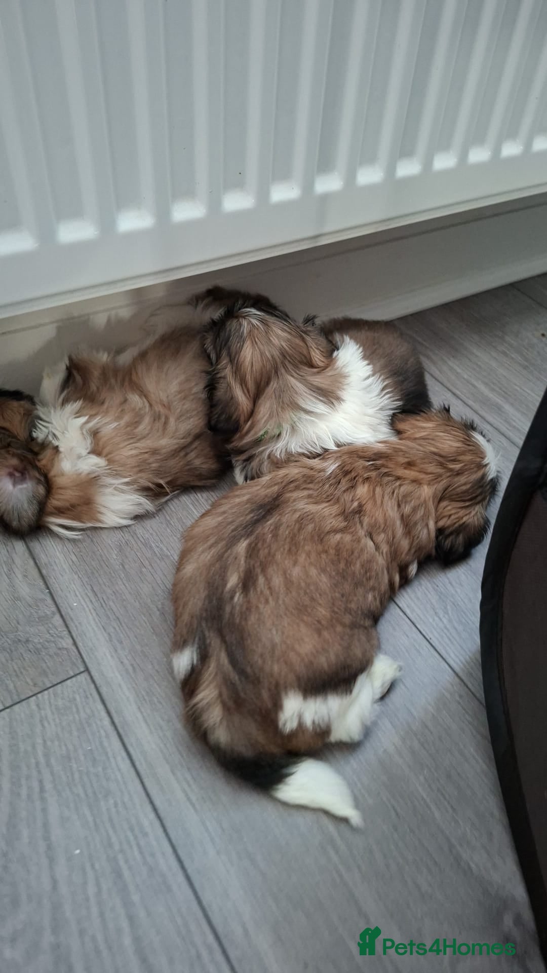 Shih Tzu dogs for sale: Beautiful shihtzu puppies  - Advert 17