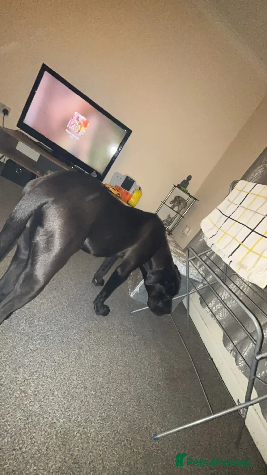 Cane Corso dogs for sale: Cane corsa female in Chesterfield - Advert 1
