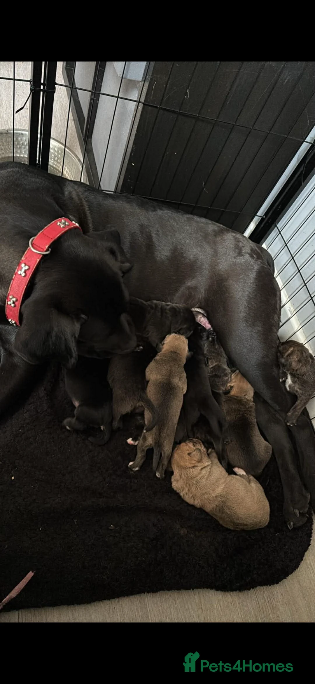 Mixed Breed dogs for sale: Cane corso x staff puppies  in Witham - Advert 30