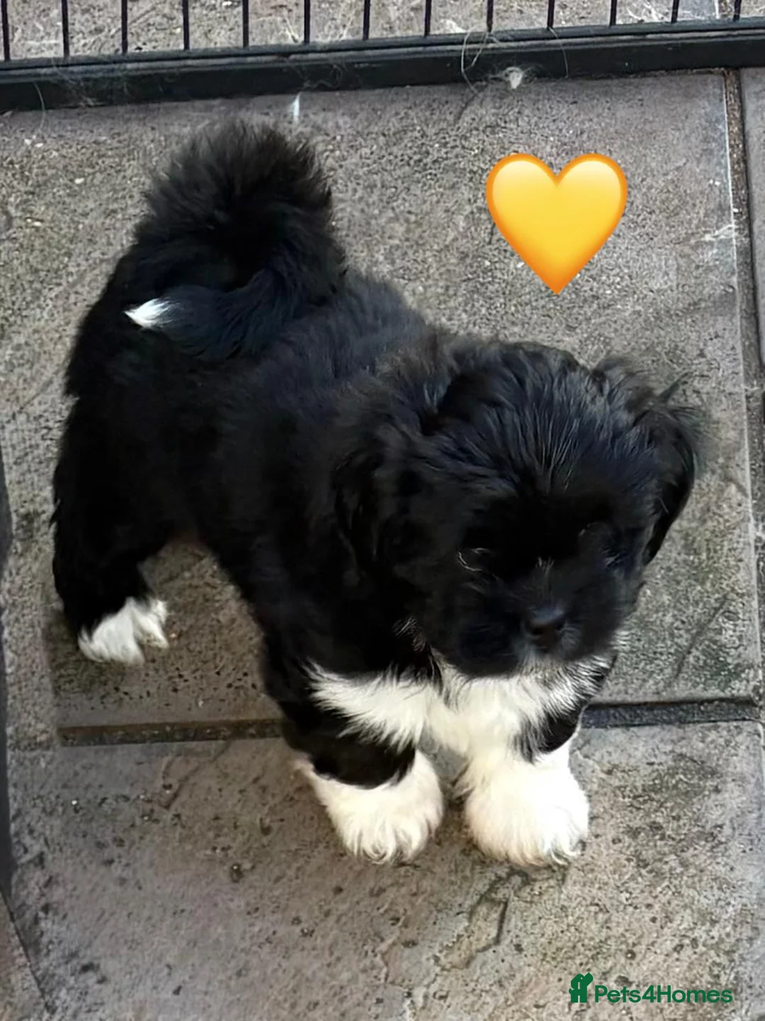 Lhasa Apso dogs for sale: Seven Beautiful RKC reg. Pups GPRA Clear in Wisbech - Advert 18