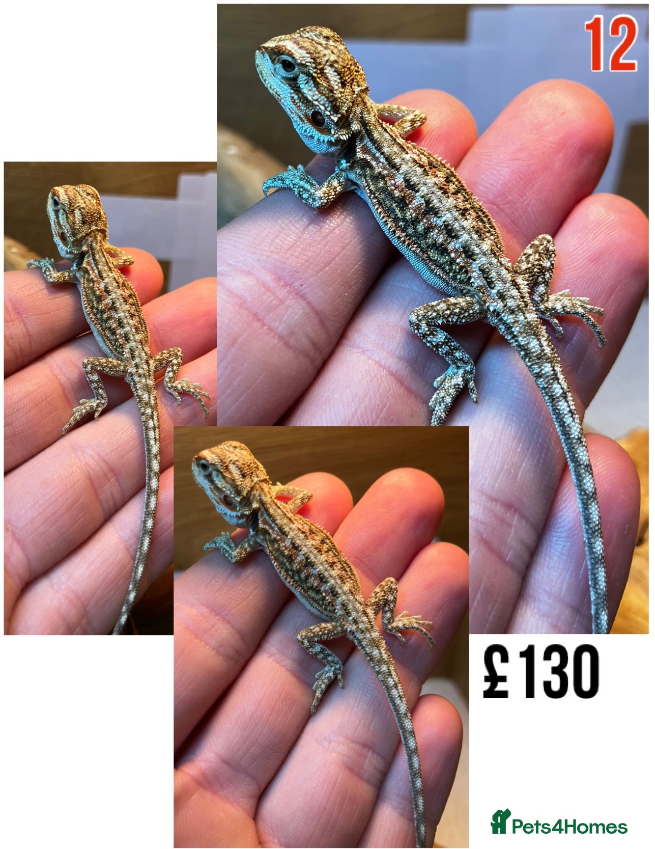 Bearded Dragon reptiles for sale: Baby Bearded Dragons For Sale! - Advert 23