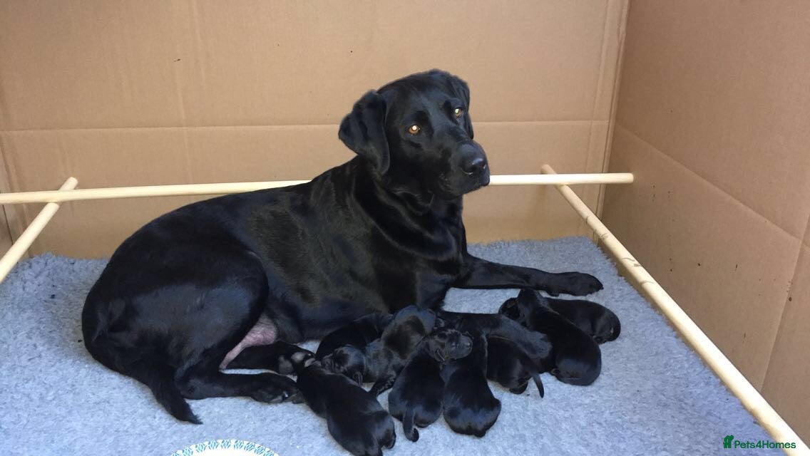 Labrador Retriever dogs Stunning Black Labrador Pups - Advert 2