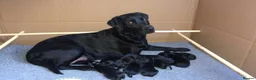 Labrador Retriever dogs for sale: Stunning Black Labrador Pups - Advert 2