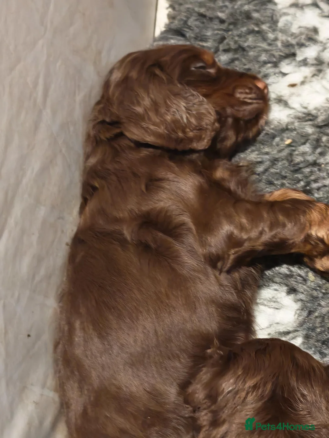 Cocker Spaniel dogs for sale: Chocolate Cocker spaniel pups in Castleford - Advert 19