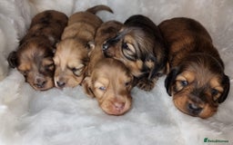 Dachshund dogs for stud: Kc Mini long haired dapple  in Leeds - Image 8