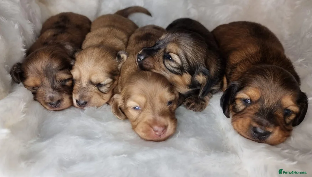 Dachshund dogs for stud: Kc Mini long haired dapple  in Leeds - Advert 8