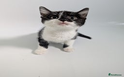 Mixed Breed cats for sale: Gorgeous kittens Cute bundles of mischief - Image 9