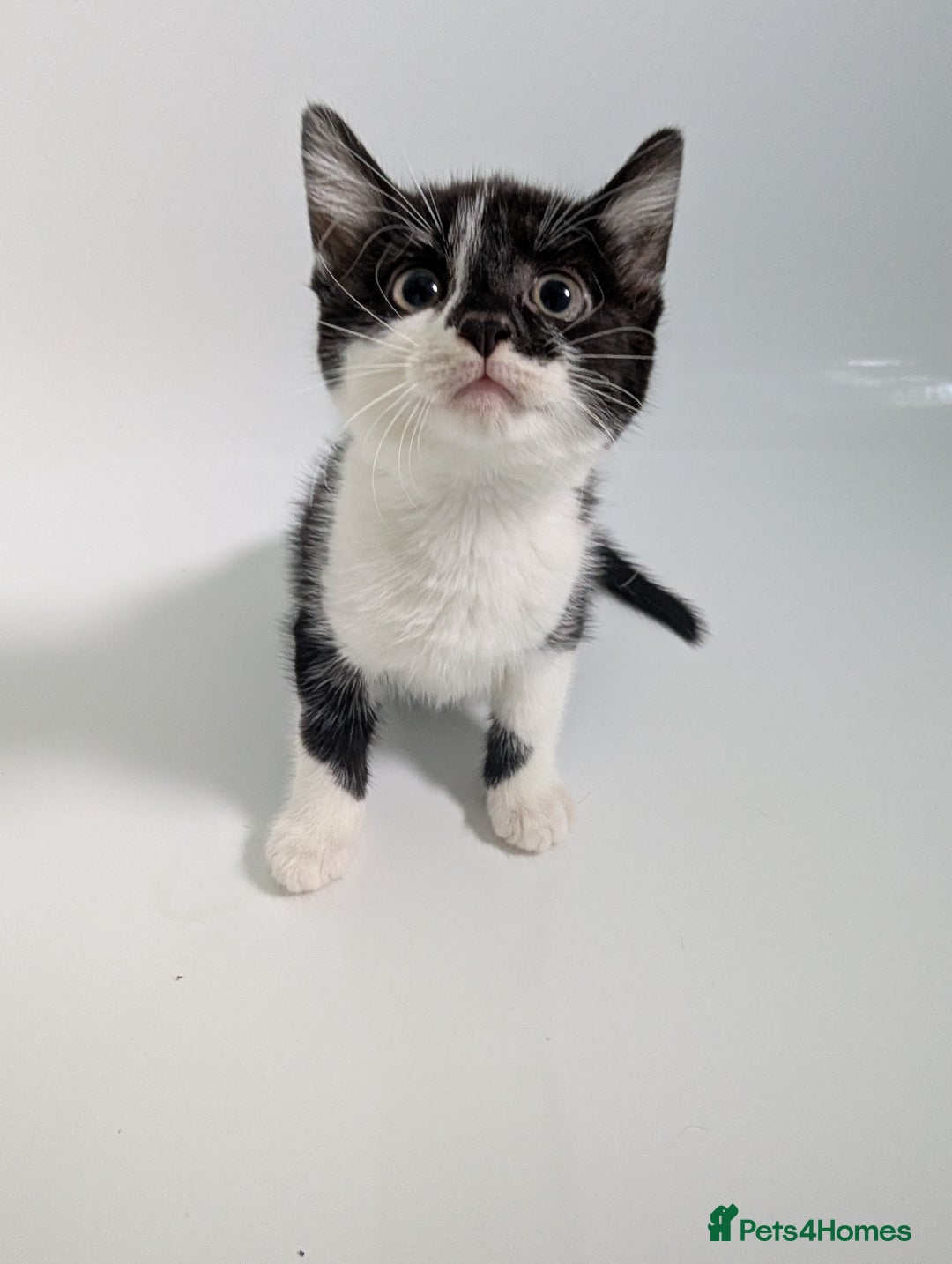 Mixed Breed cats for sale: Gorgeous kittens Cute bundles of mischief - Image 9