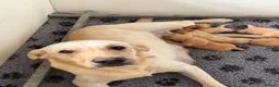 Labrador Retriever dogs for sale: Fully health tested parents KC Boys available 💛🧡 - Advert 39
