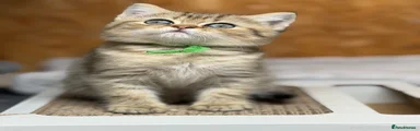 British Shorthair 7