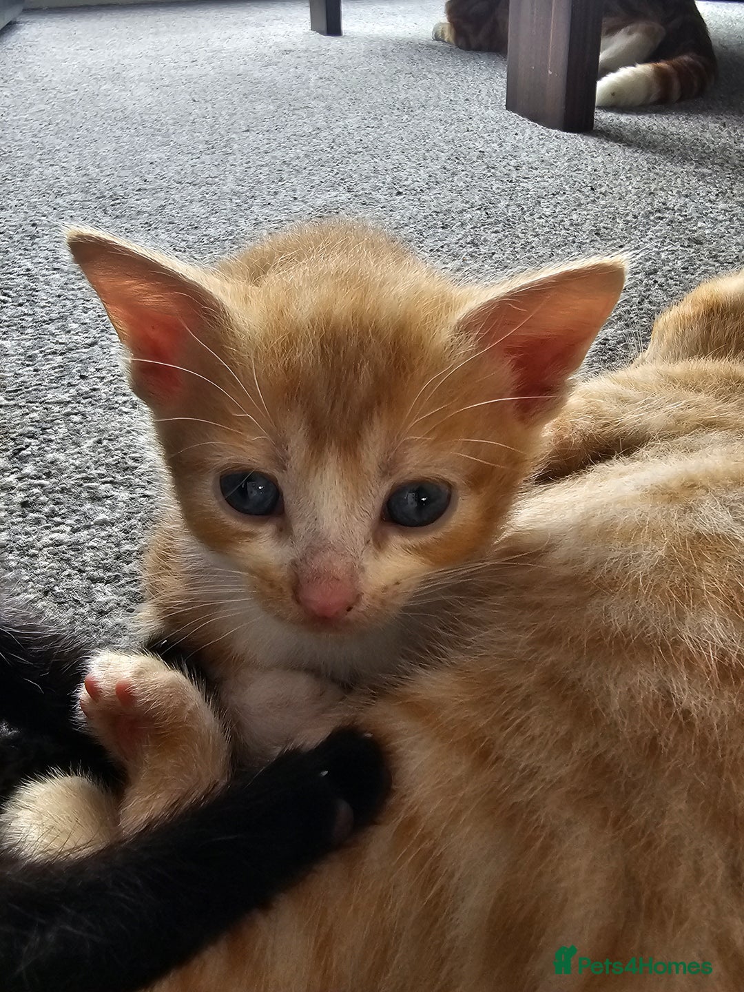 British Shorthair cats for sale: Male and female kittens for sale  - Image 11