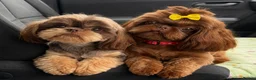 Shih Tzu dogs for sale: Lavender Imperial Shih Tzu Boys  - Advert 5