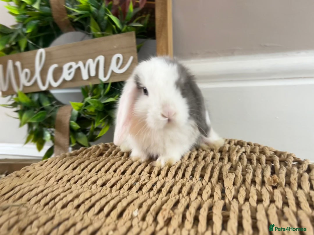 Mini Lop rabbits for sale: Litter of mini lop babies  - Image 9