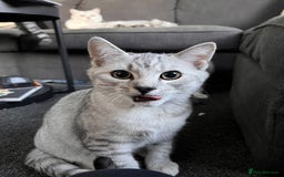 British Shorthair cats for sale: Beautiful British Shorthair Kittens... - Image 28