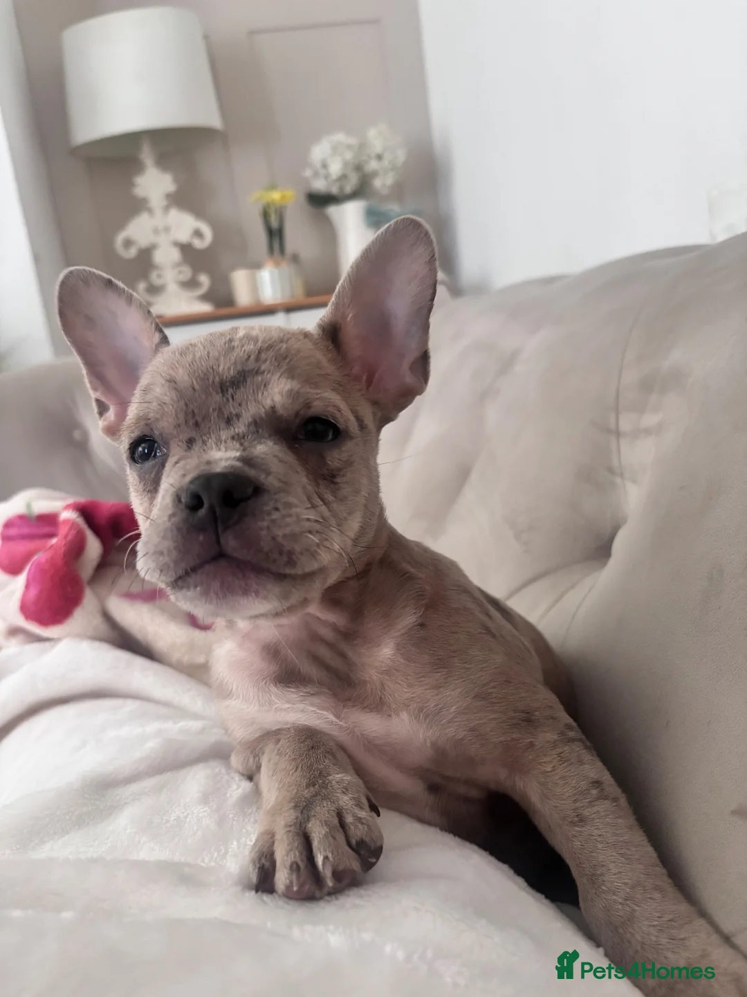 Mixed Breed dogs for sale: French bulldog x pocket bully in Crowborough - Advert 2