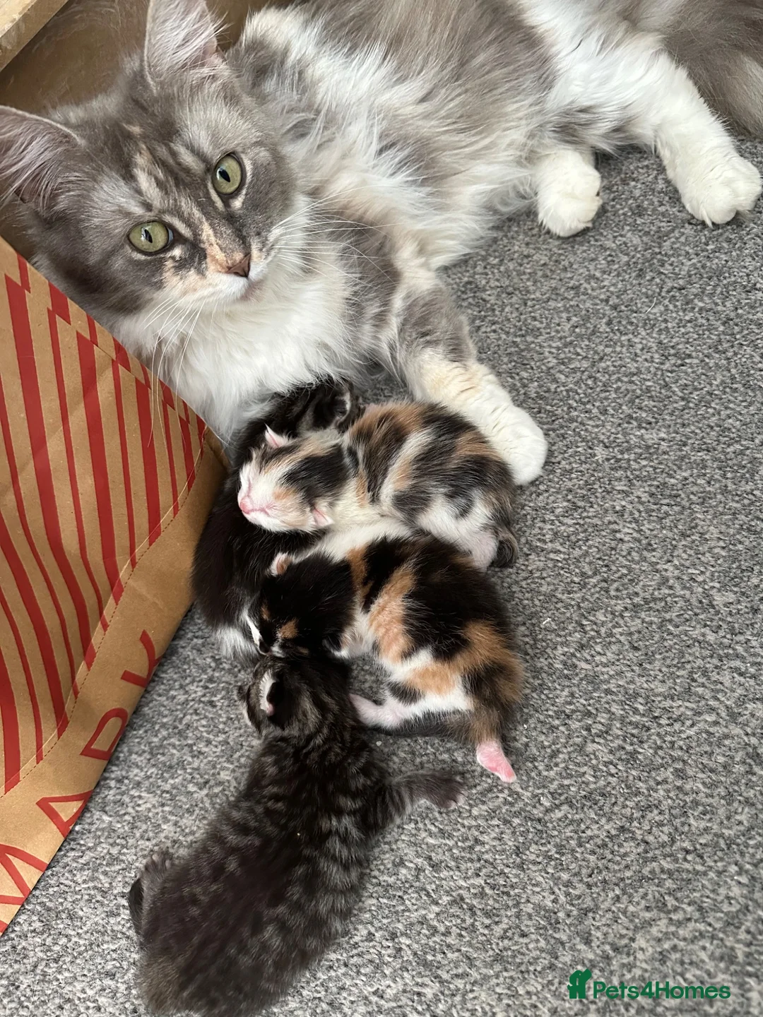 Mixed Breed cats for sale: Cute fluffy kittens  - Advert 2