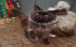 Maine Coon cats for sale: Retired breeding queen  - Image 4