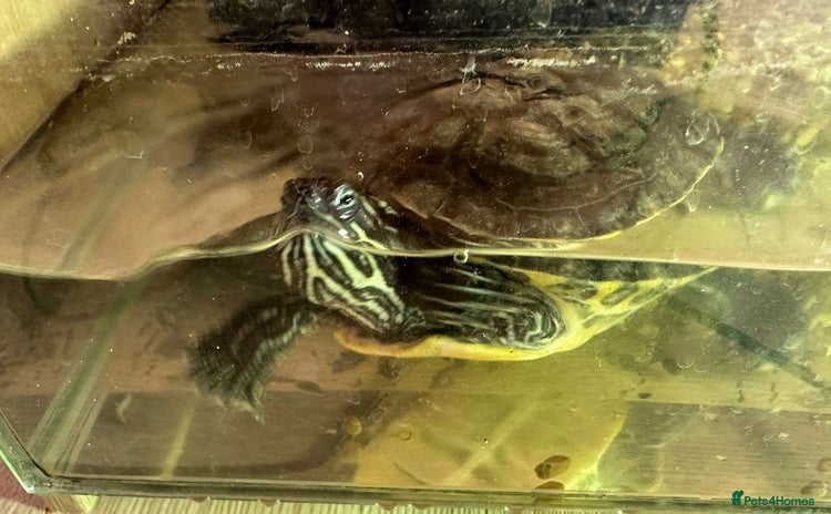 Turtle reptiles - Advert 2