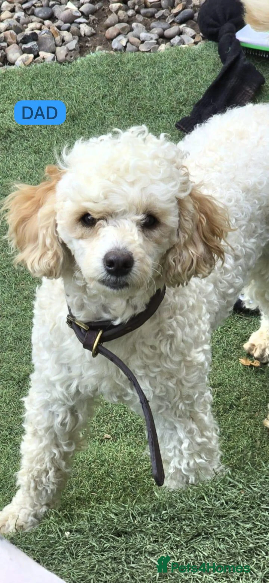 Cockapoo dogs for sale: Gorgeous F1B Cockapoo Puppies - Advert 10