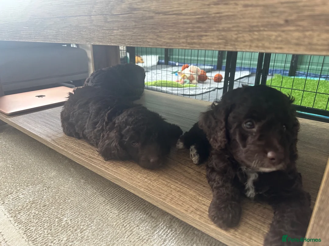 Cockapoo dogs for sale: 🤎 Chocolate Cockapoo’s 🤎 Health Tested 🤎 - Advert 2